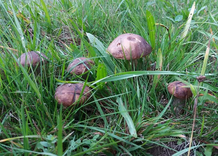 Horni Plana Hétvégi ház Horní Planá